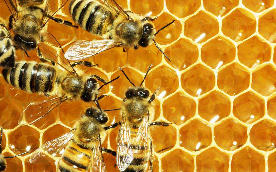 Hậu Giang: Làm giàu từ nghề nuôi ong lấy mật thuận theo thiên nhiên