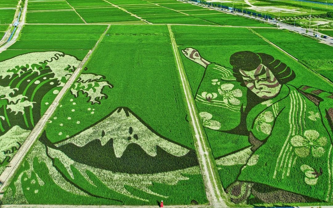 Kỳ lạ bức tranh khổng lồ, tạo thành từ 9 loại lúa và trồng trên diện tích 2,8 hecta 