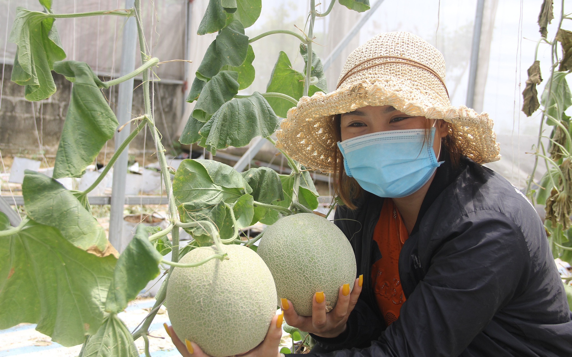 Thanh niên 9X Hà Tĩnh về quê khởi nghiệp trồng dưa lưới trong nhà màng thu hàng trăm triệu mỗi năm