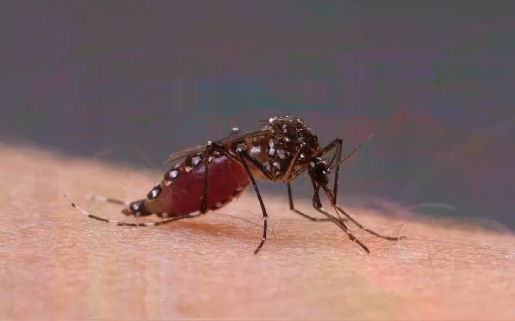 Video: Tại sao con người không thể loại bỏ tất cả muỗi?