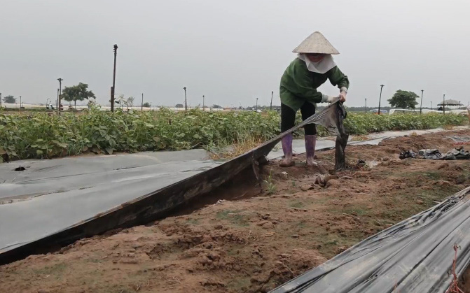 Video: Rau sạch không có đầu ra, nông dân Mê Linh ngậm ngùi bỏ trống ruộng