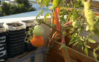 Clip: Hướng dẫn cách chiết cành cà chua bằng nước cho ra nhiều rễ