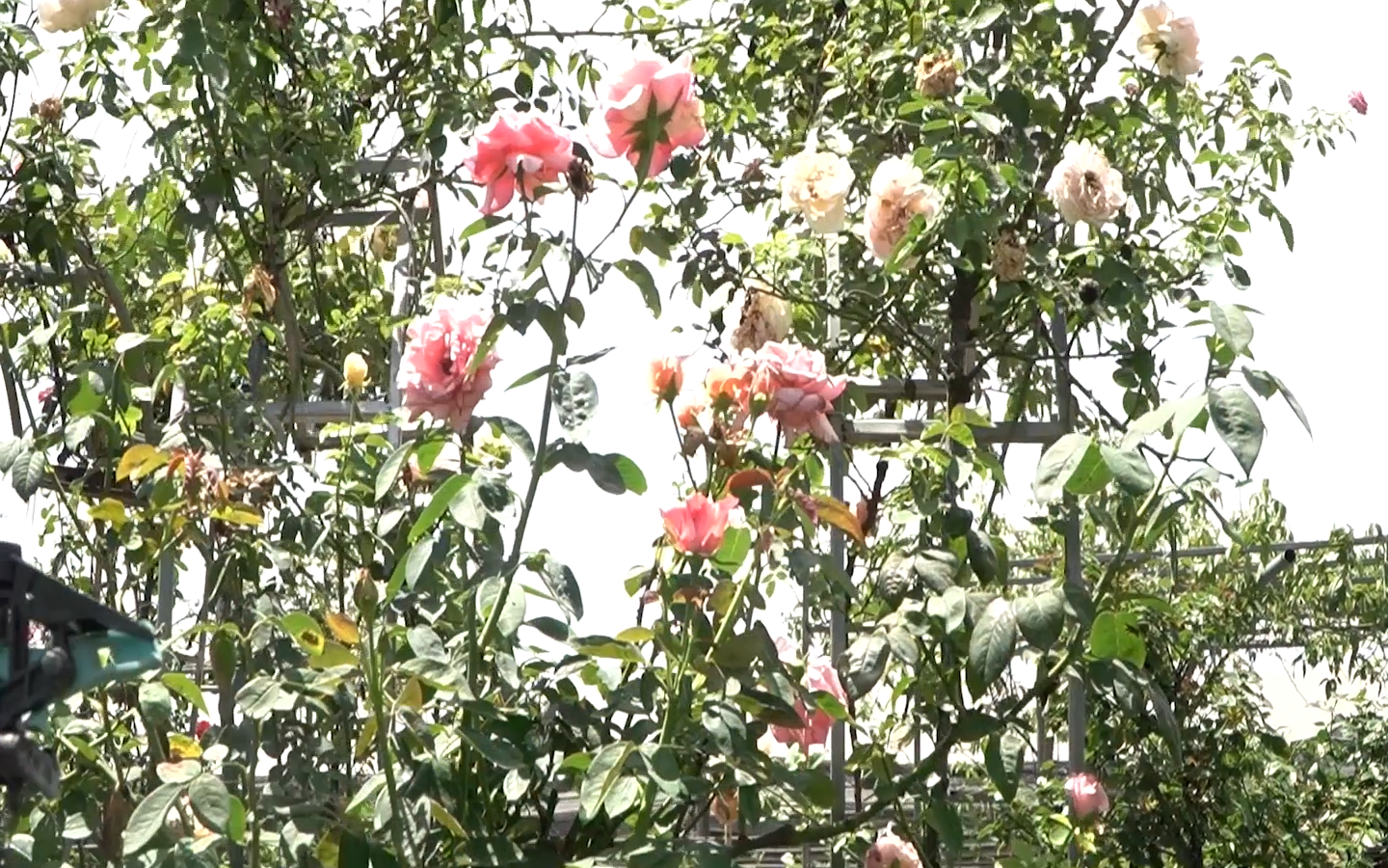 Video: Nông dân 9X mách bí kíp bắt bệnh cho hoa hồng “đỏng đảnh”
