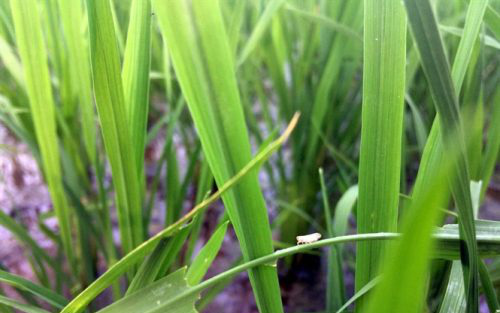 Bắc bộ: Cần chủ động phòng trừ bệnh lùn sọc đen hại lúa