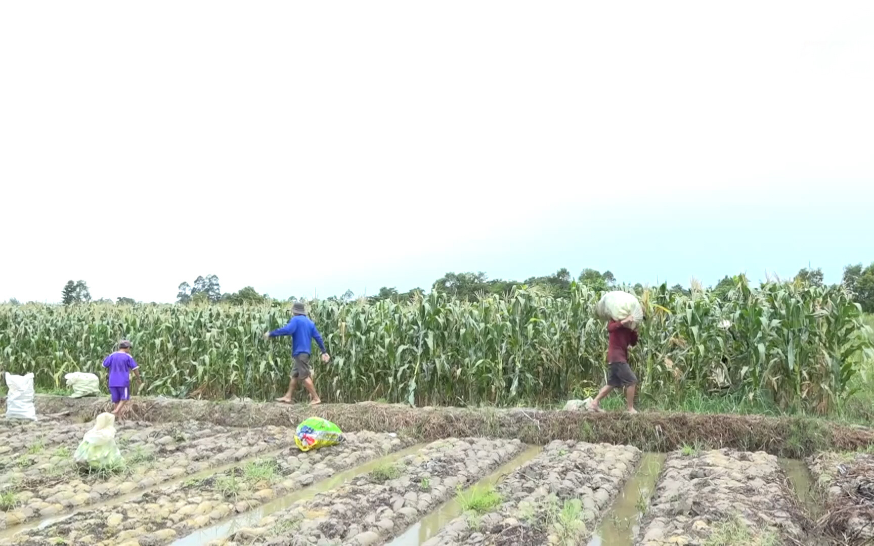 Đồng Tháp: Lai Vung hỗ trợ nông dân tiêu thụ nông sản