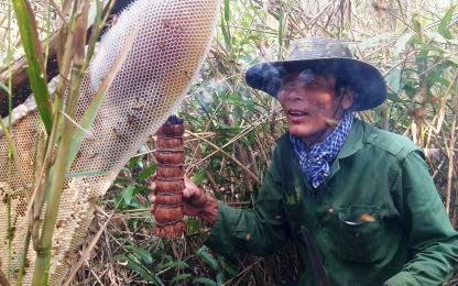 Độc đáo nghề gác kèo Ong ở rừng tràm U Minh