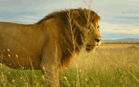 Thiên nhiên diệu kỳ: Bị từ chối giao phối, sư tử đực nhẫn tâm sát hại con của 'người tình'