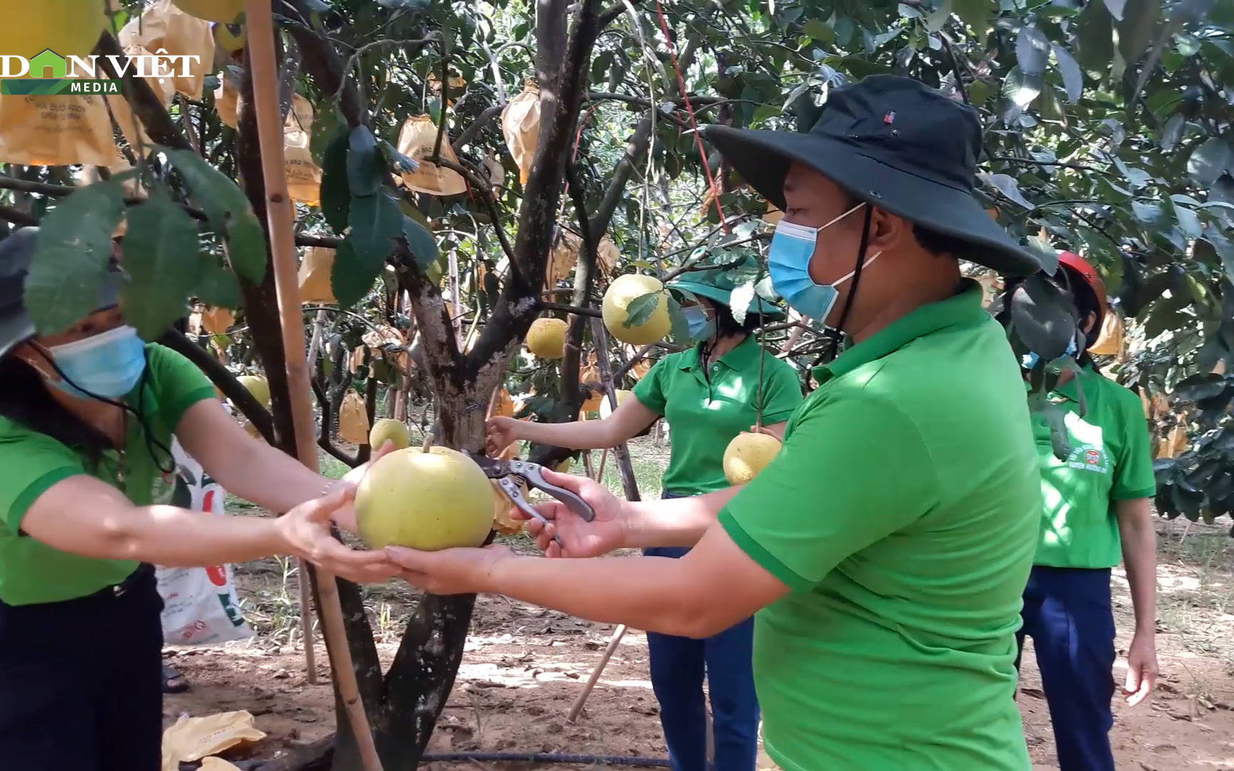Hội nông dân Hà Tĩnh kết nối tiêu thụ bưởi Phúc Trạch cho nông dân Hương Khê