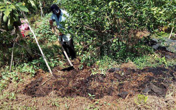 Hướng dẫn cải tạo đất để trồng cây ăn trái theo hướng hữu cơ