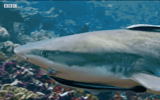 Thiên nhiên diệu kỳ: Mực nang dùng tuyệt chiêu ‘biến hình’ đánh lừa cá mập và săn cua