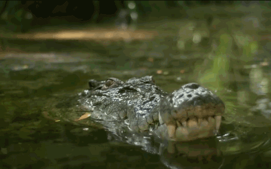 Thiên nhiên diệu kỳ: Cá sấu khổng lồ chật vật đoạt mạng linh dương đầu bò