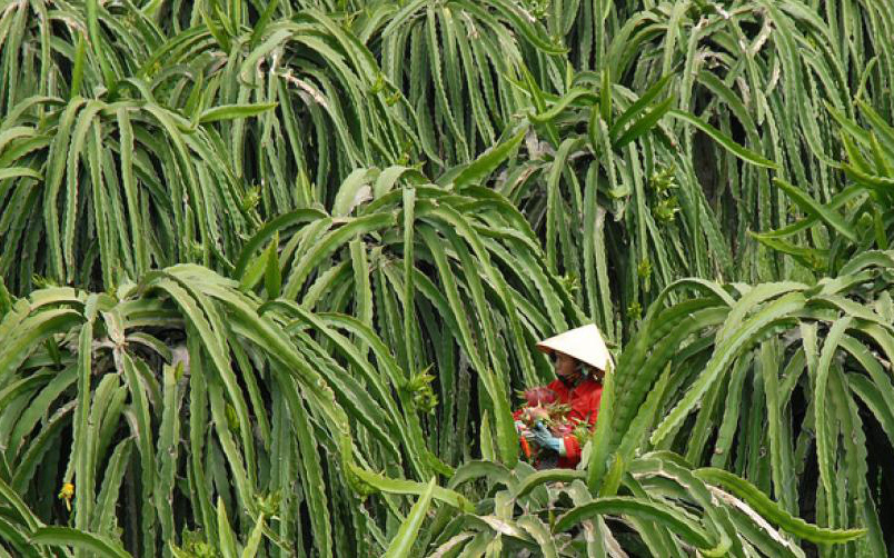 Quy trình trồng và chế biến các chế phẩm từ thanh long của Việt Nam qua góc nhìn của bạn bè quốc tế