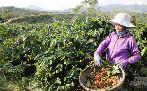 Quảng Trị: Tái canh cây cà phê chè cho nông dân miền núi