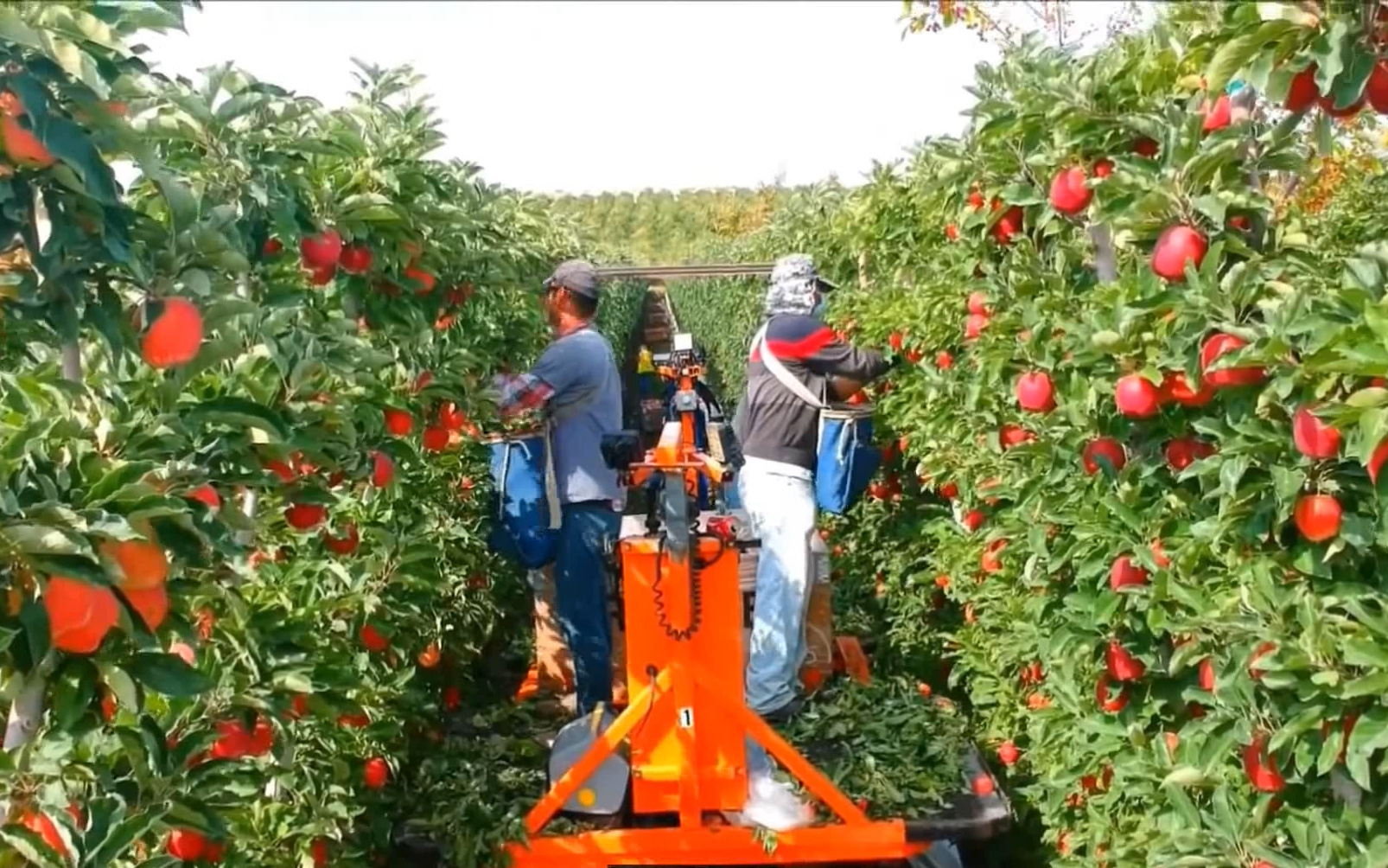 Video: Israel với công nghệ canh tác nông nghiệp tiên tiến cho tương lai