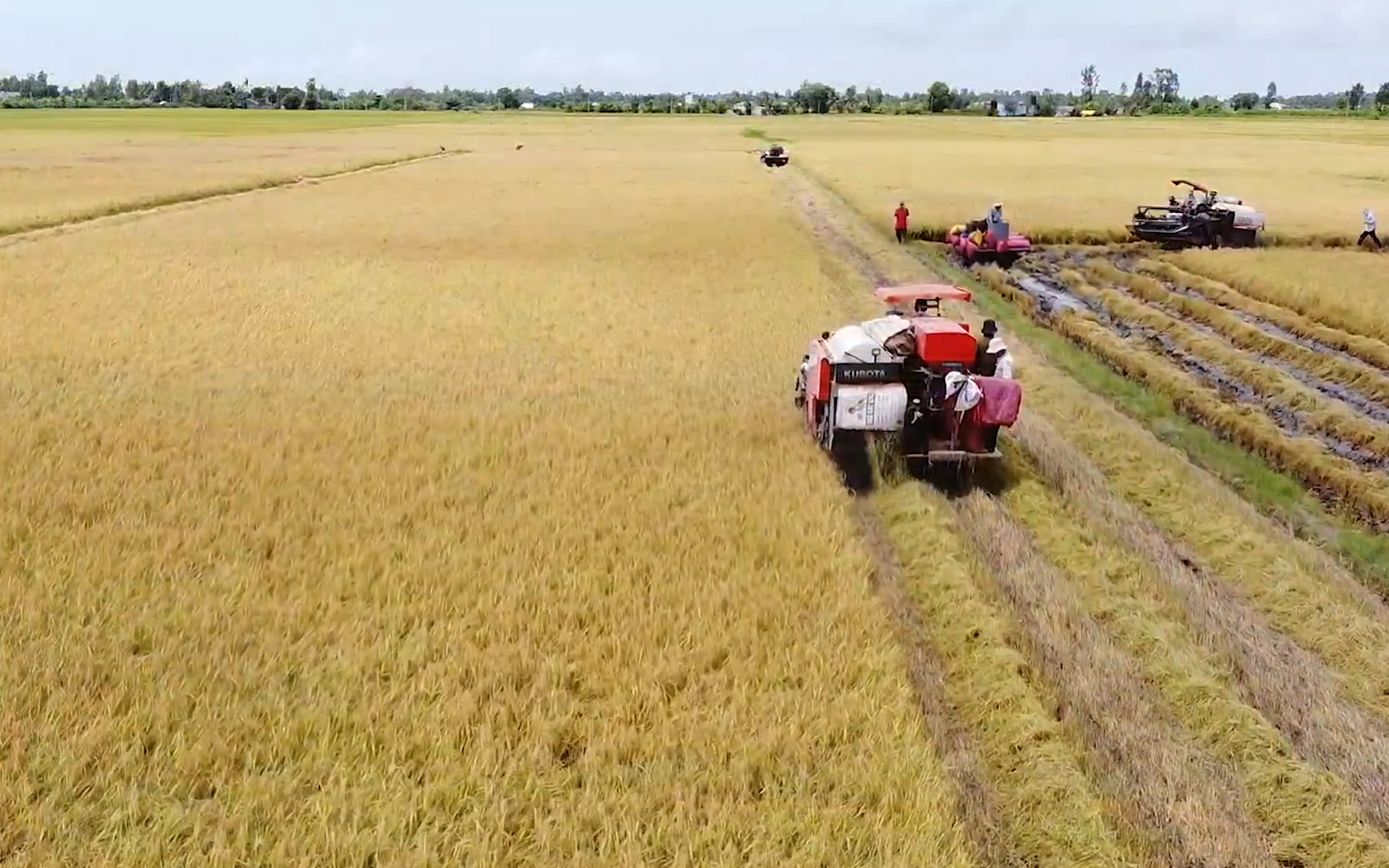 Giá lúa tại ĐBSCL tăng nhẹ trở lại, nông dân thêm động lực, an tâm phòng dịch chuẩn bị vụ mùa mới