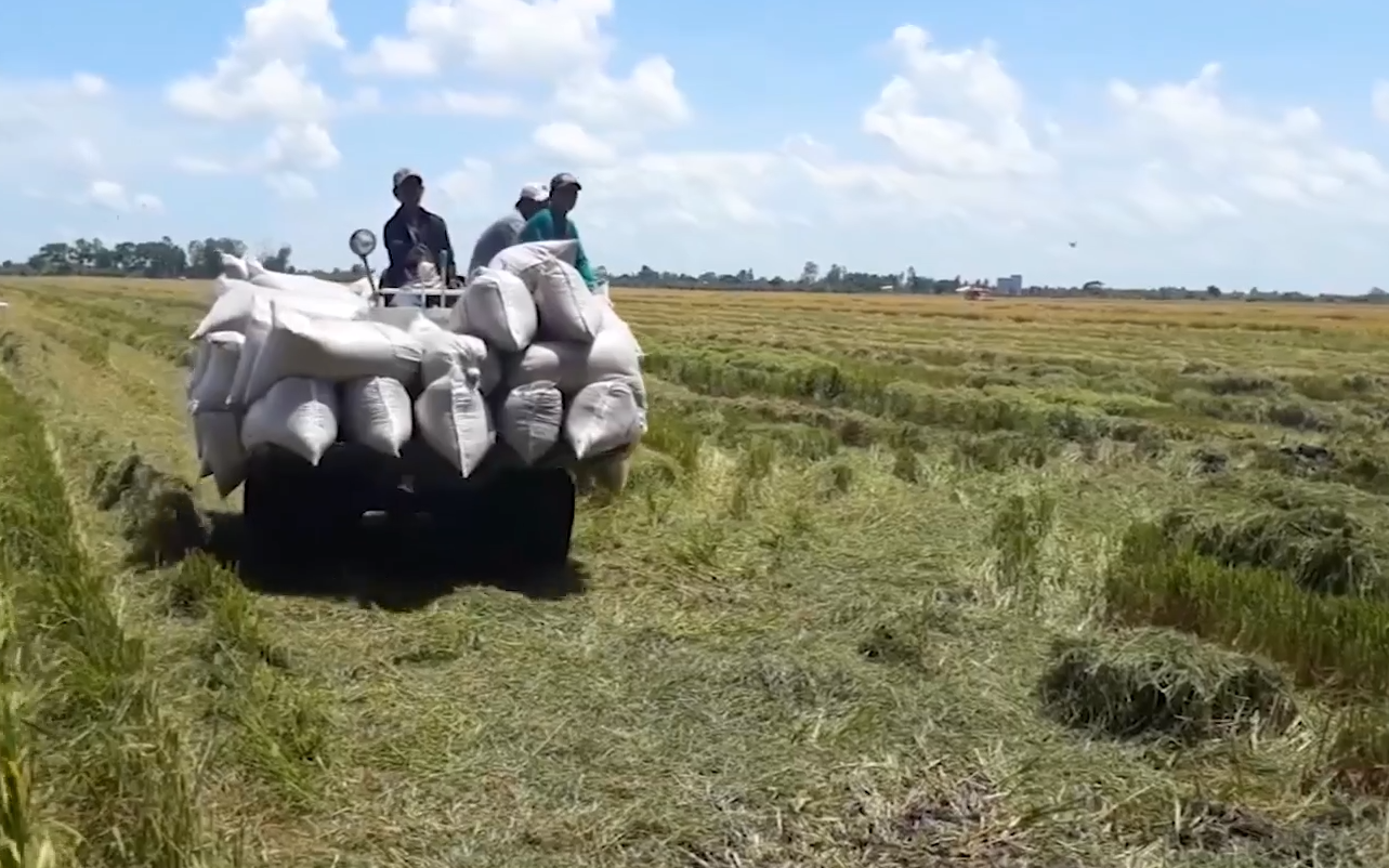 Nghệ An chạy đua với bão Conson để bảo vệ nông sản