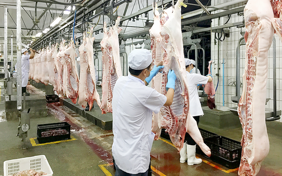 Nghệ An: Huyện Nam Đàn chủ động chuẩn bị sớm nguồn cung thịt lợn phục vụ dịp Tết Nguyên đán