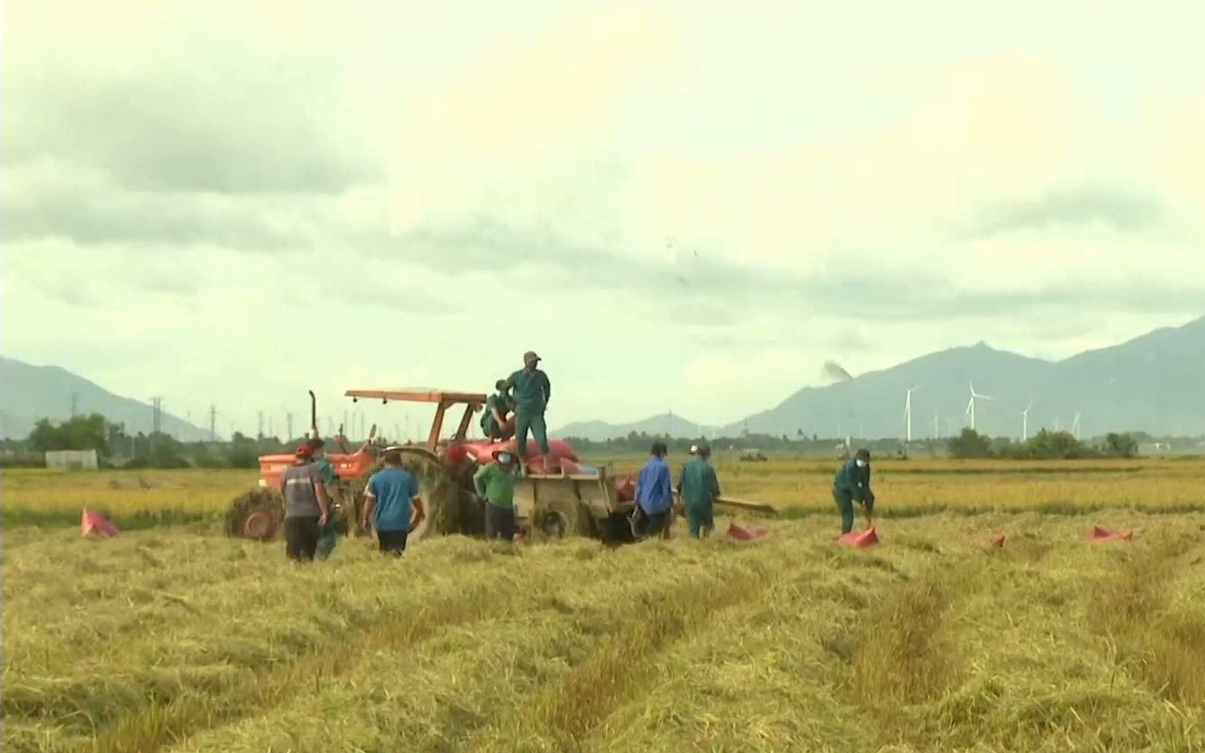Ninh Thuận: Tổ thu hoạch lúa giúp bà con nông dân trong khu phong tỏa