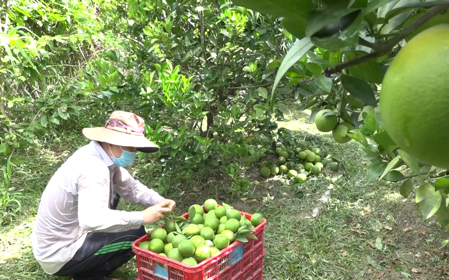 Nông dân Lai Vung phấn khởi vì bán được trái cây có múi với giá tốt