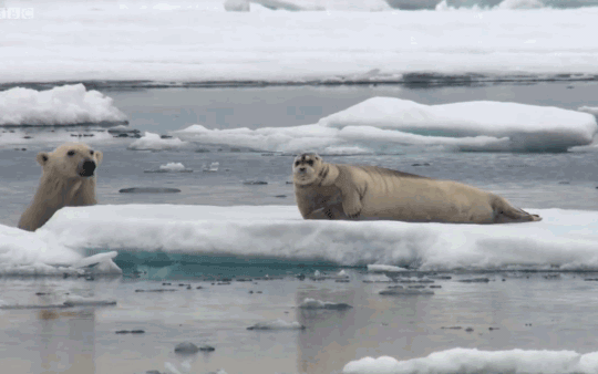 Thiên nhiên diệu kỳ: ‘Quái vật’ vùng Bắc Cực bất ngờ trồi lên từ mặt biển, đoạt mạng hải cẩu trong chớp mắt
