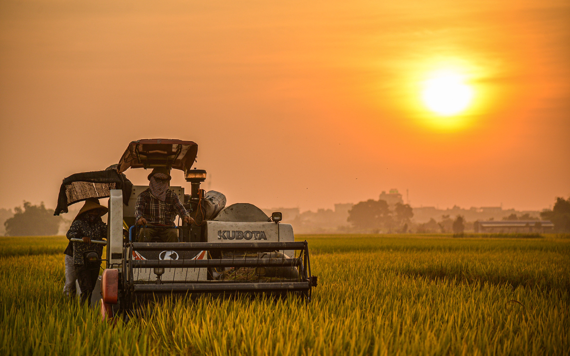 Hình ảnh thu hoạch lúa giữa mùa dịch 
ở ngoại thành Hà Nội