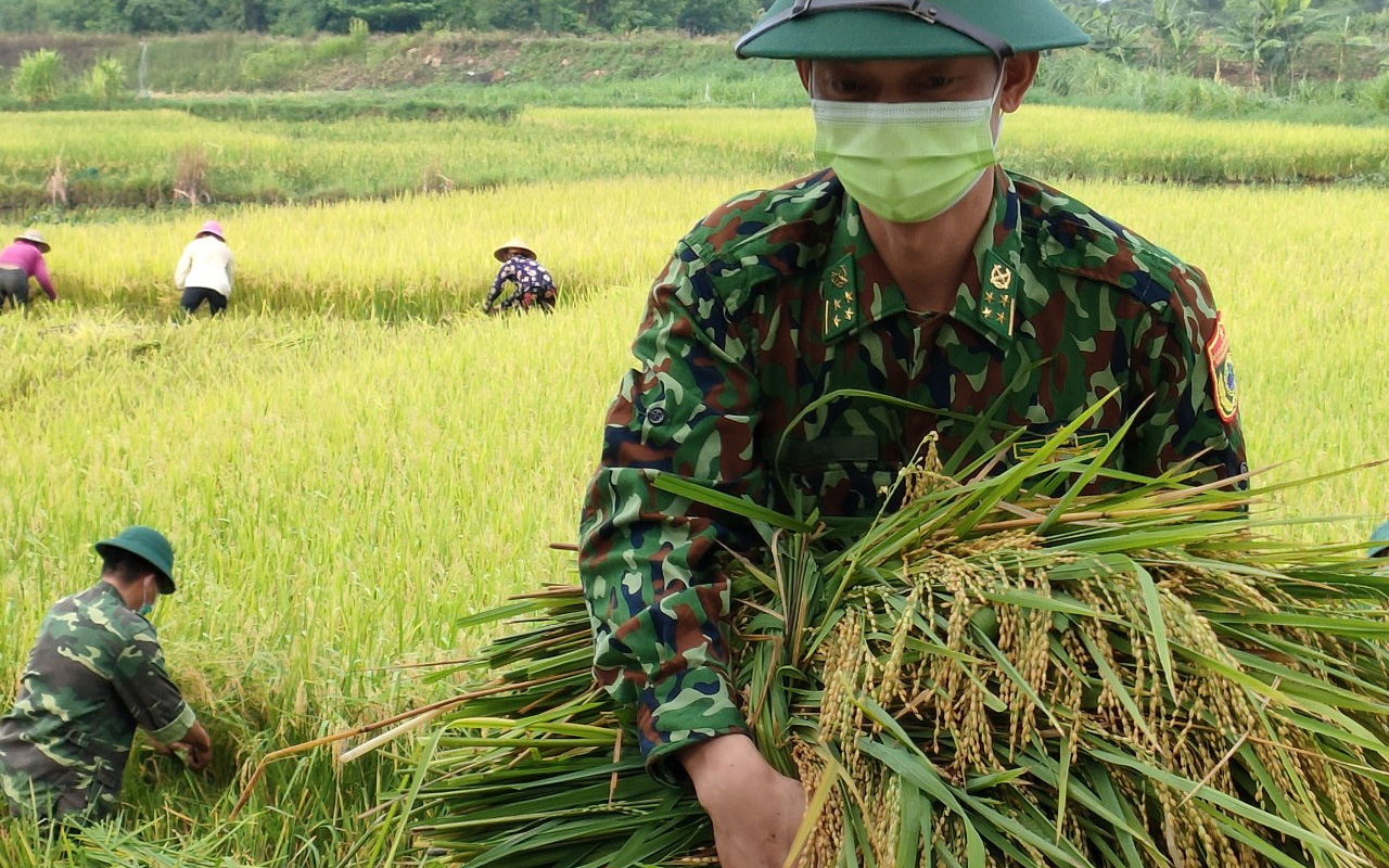 Nghệ An: Bộ đội Biên phòng vừa trực chốt chống dịch, vừa hỗ trợ người dân gặt lúa 