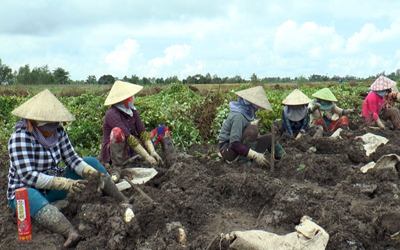 Đồng Tháp: Tháo gỡ khó khăn cho củ khoai từ ở Lai Vung
