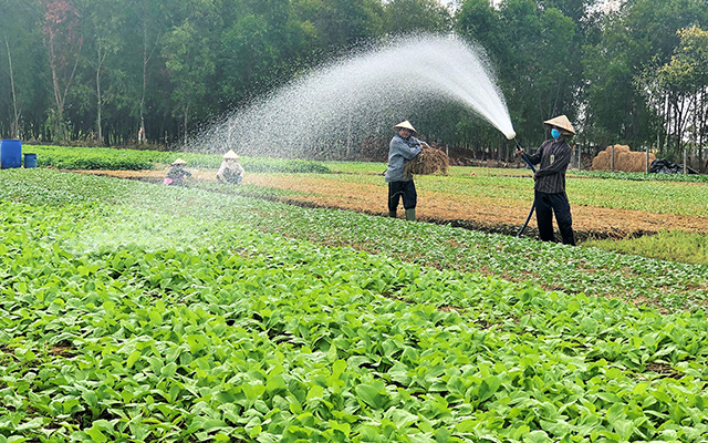 Hà Nội vẫn sản xuất tối đa rau xanh phục vụ nhu cầu của người dân, bất chấp dịch Covid-19
