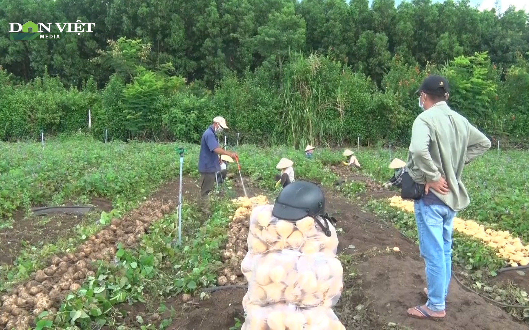 Loay hoay tìm đầu ra cho nông sản ở “vùng xanh” của Đồng Nai