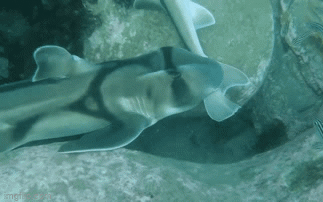 Thiên nhiên diệu kỳ: Khoảnh khắc thú vị cá mập tán tỉnh nhau