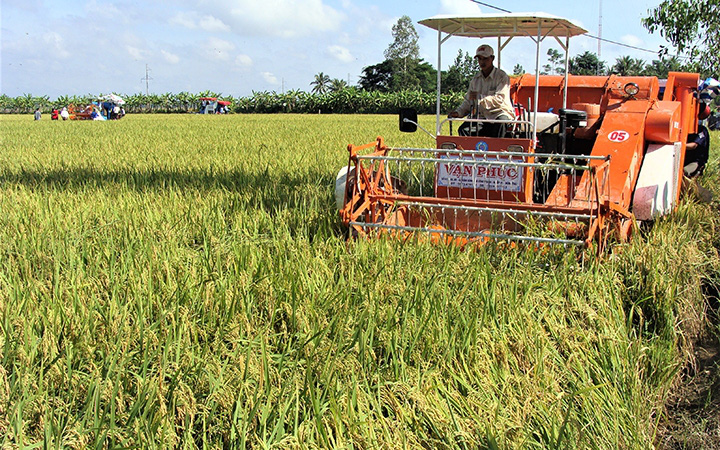 Sóc Trăng tạo điều kiện thuận lợi cho nông dân thu hoạch và tiêu thụ lúa