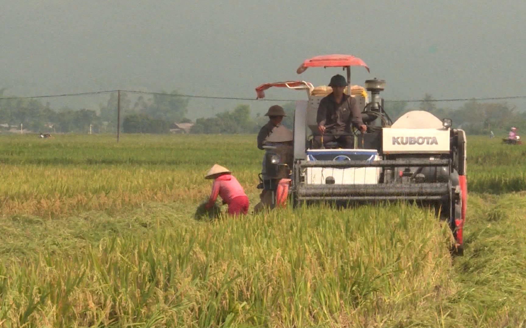 Liên minh HTX tỉnh Điện Biên: Kinh tế tập thể, động lực thúc đẩy phát triển nông nghiệp tại khu vực nông thôn-Phần 2