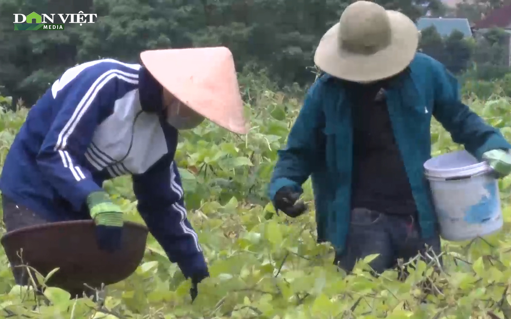 Thời tiết thuận lợi, nông dân Hà Tĩnh thắng lớn vụ đậu hè thu