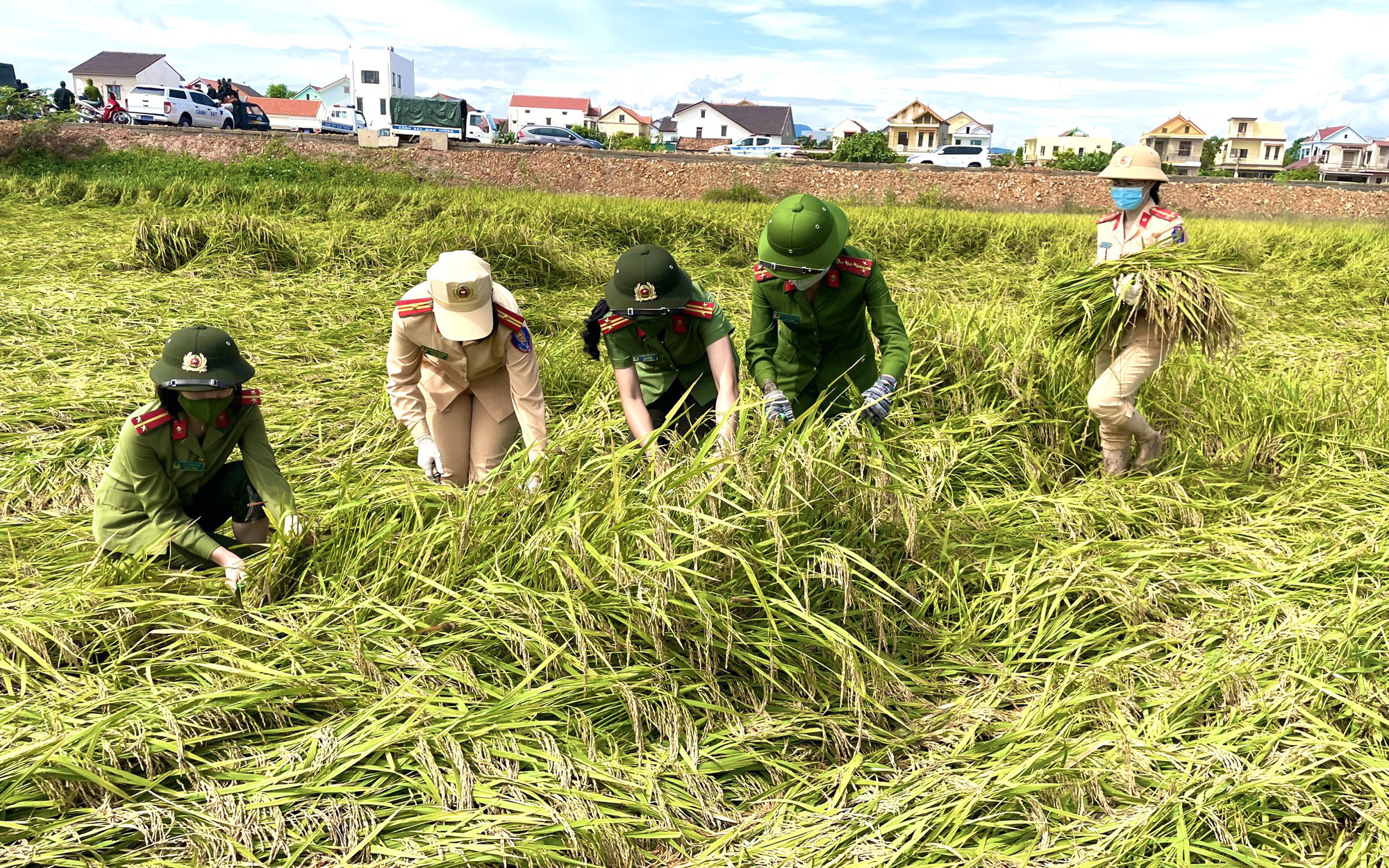 Ảnh: Công an Quảng Bình xuống đồng gặt lúa chở về tận nhà cho nông dân vùng phong tỏa