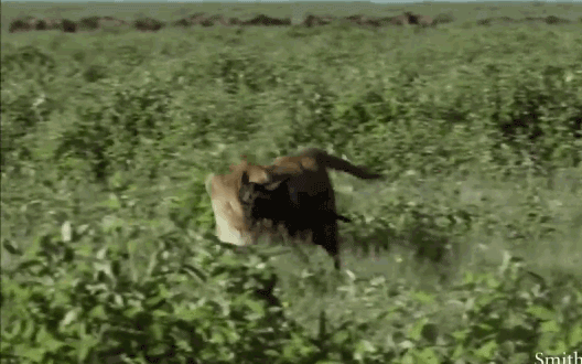 Thiên nhiên diệu kỳ: Bắt được linh dương đầu bò mới chào đời, sư tử làm hành động khó tin