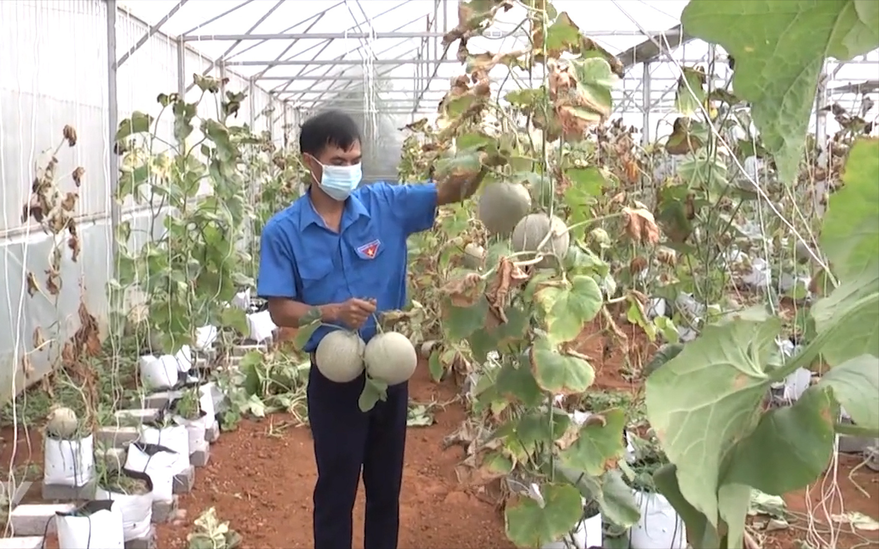 Hà Giang: Anh thanh niên đi đầu trồng dưa lưới cho hiệu quả cao ở Vị Xuyên