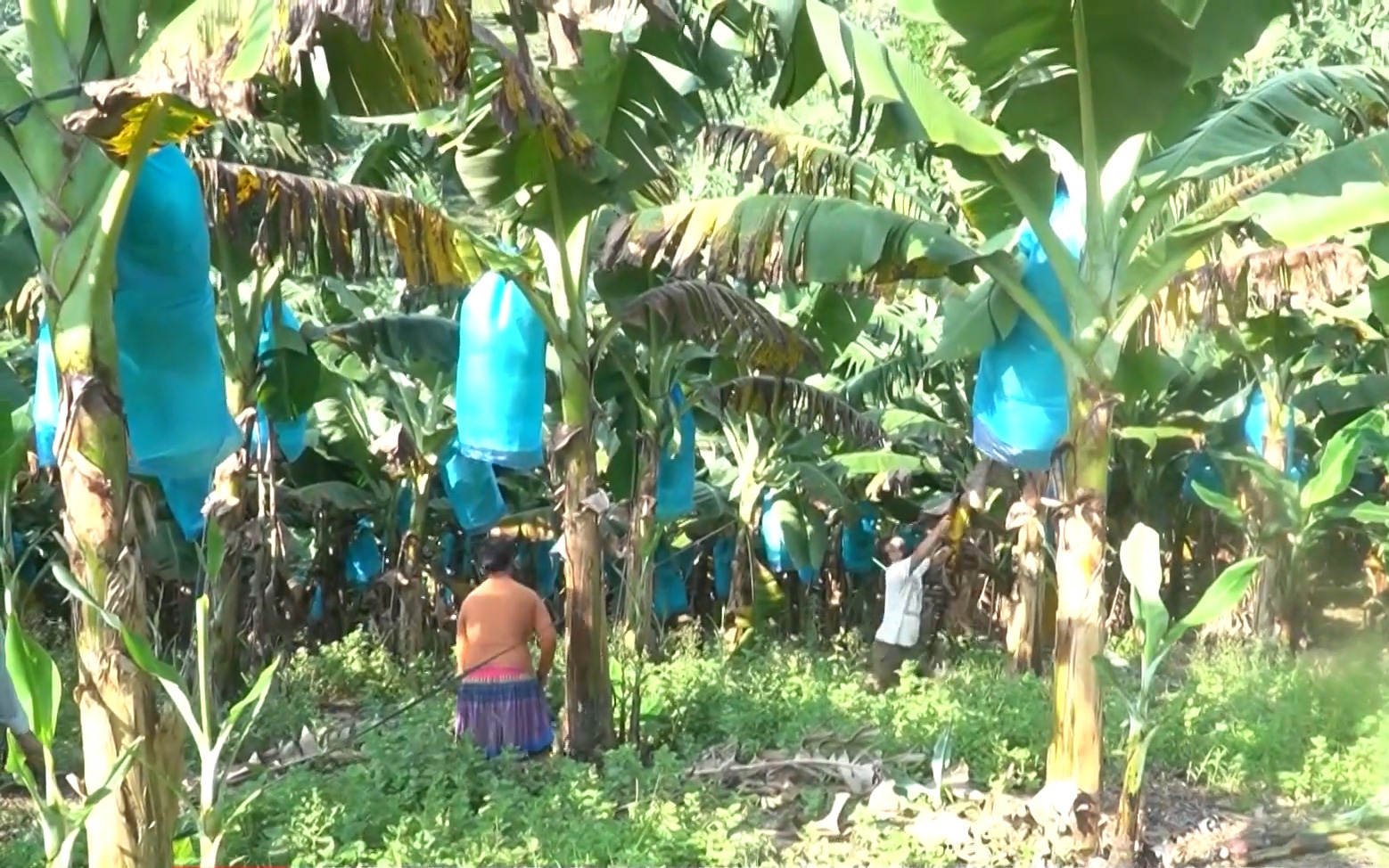 Lào Cai: Nỗ lực hỗ trợ nông dân trồng chuối tiêu thụ nông sản