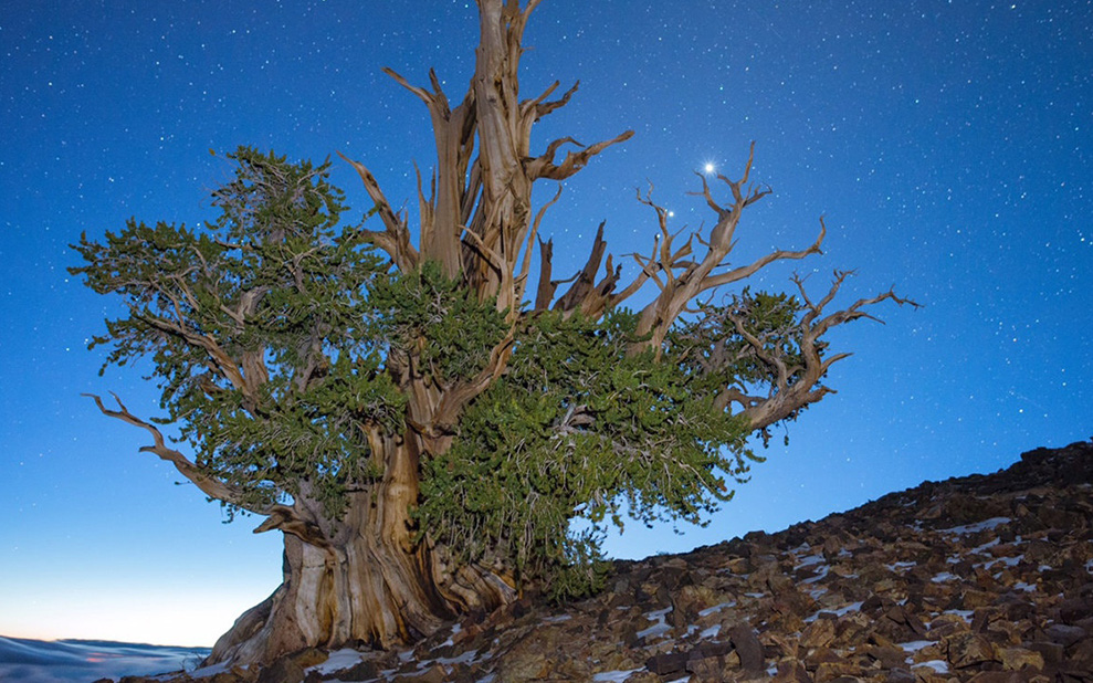 Chiêm ngưỡng loạt siêu cây có tuổi đời hàng nghìn năm