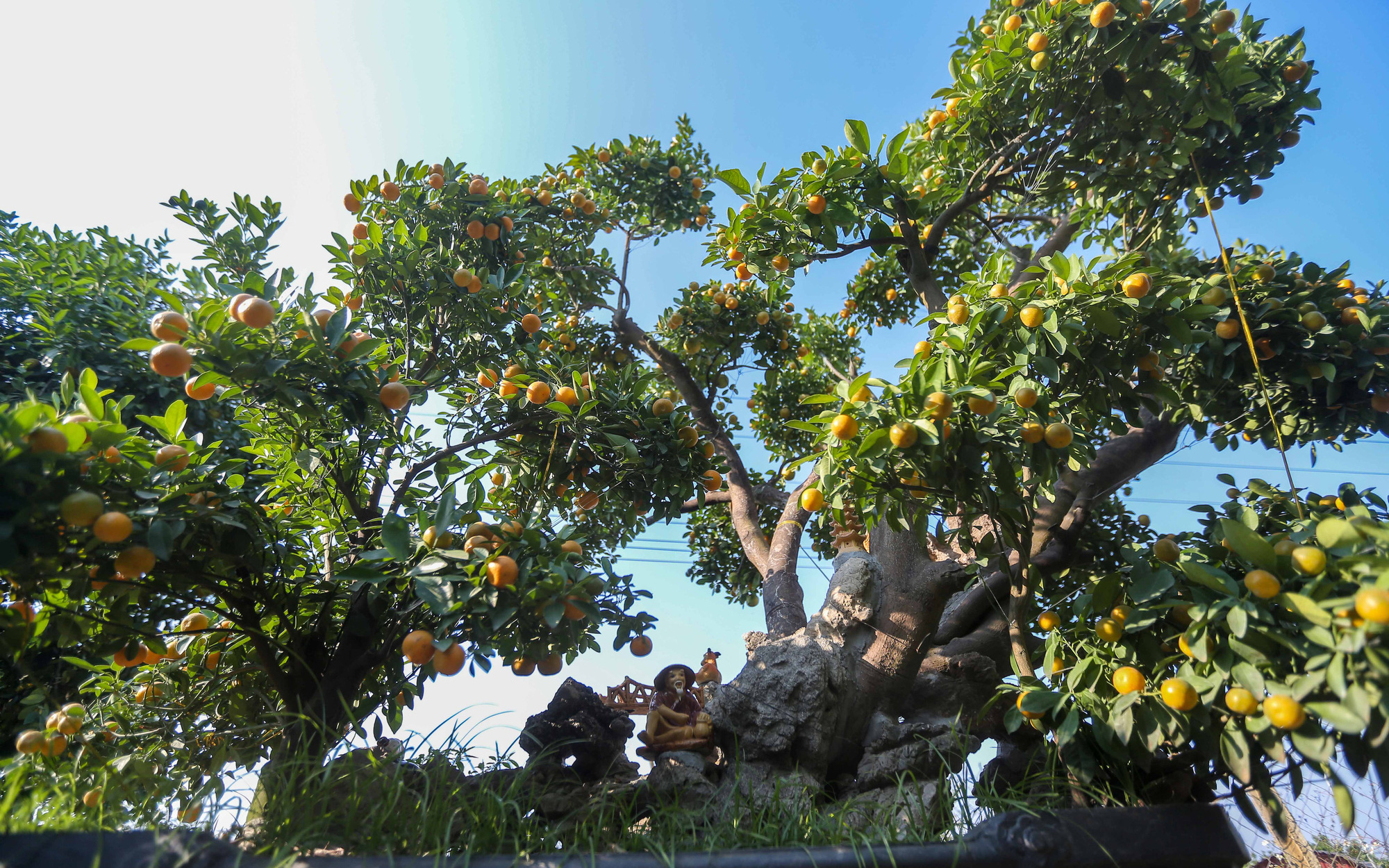 Lạc vào khu vườn quýt bonsai cổ thụ tiền tỷ của nông dân Hưng Yên