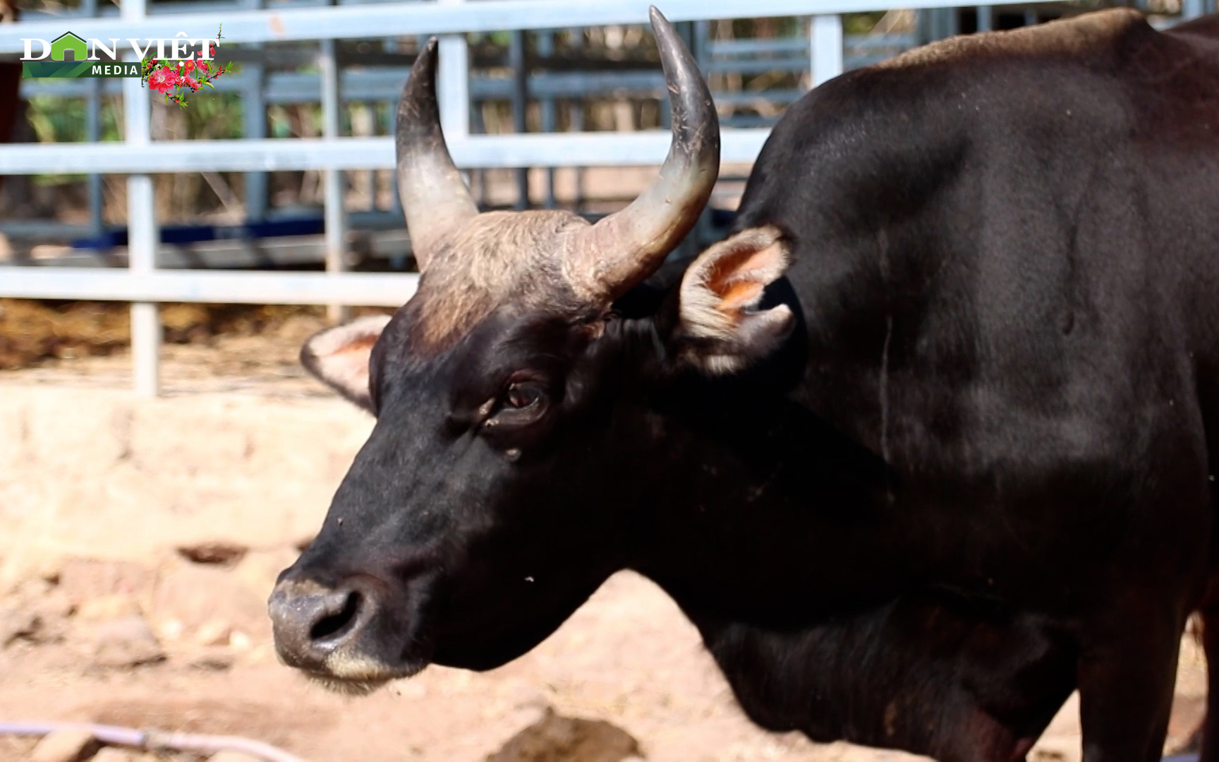 Ngạc nhiên hình ảnh đàn bò tót lai từng gầy trơ xương ở Ninh Thuận