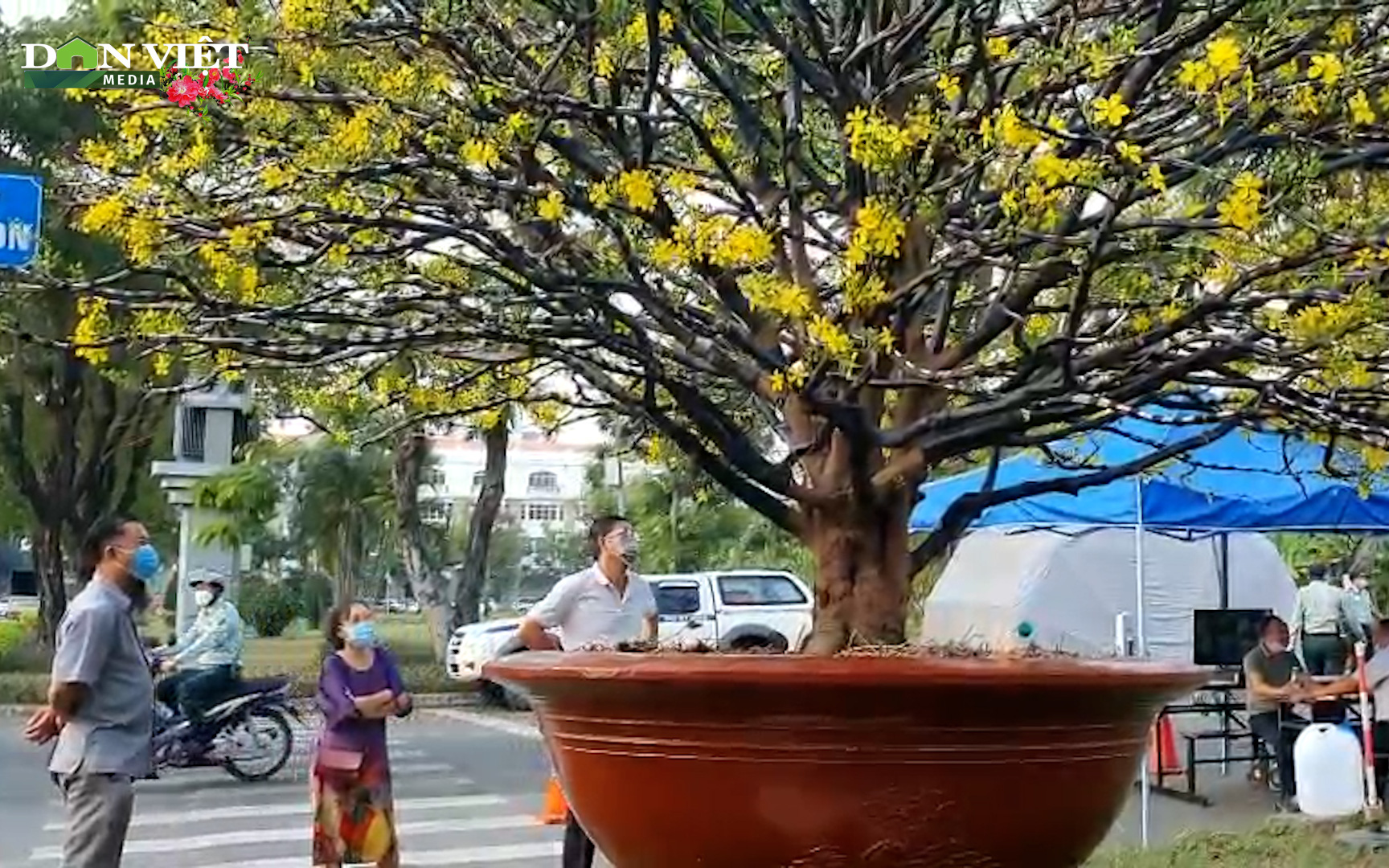 Cận cảnh những cây mai trăm tuổi giá vài tỷ tại chợ hoa nhà giàu Sài Gòn 