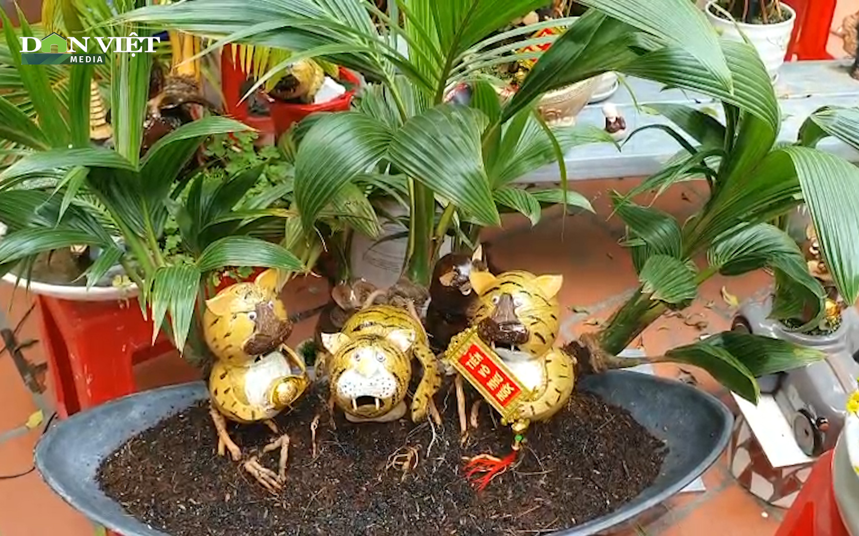 Video: Dừa bonsai tạo hình hổ - cây cảnh độc lạ chưng Tết Nhâm Dần 
