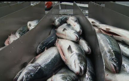 Video: Độc đáo nghề nuôi cá hồi bên trong Vòng Bắc cực