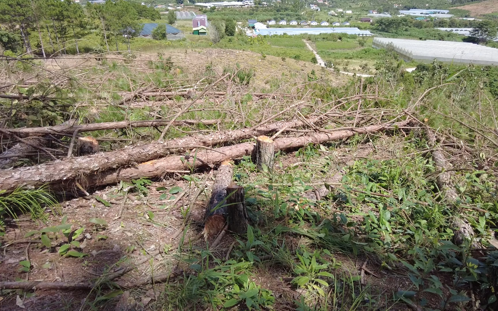 Hiện trường hàng trăm cây thông 3 lá 20 năm tuổi bị cưa hạ, ứa nhựa tươi
