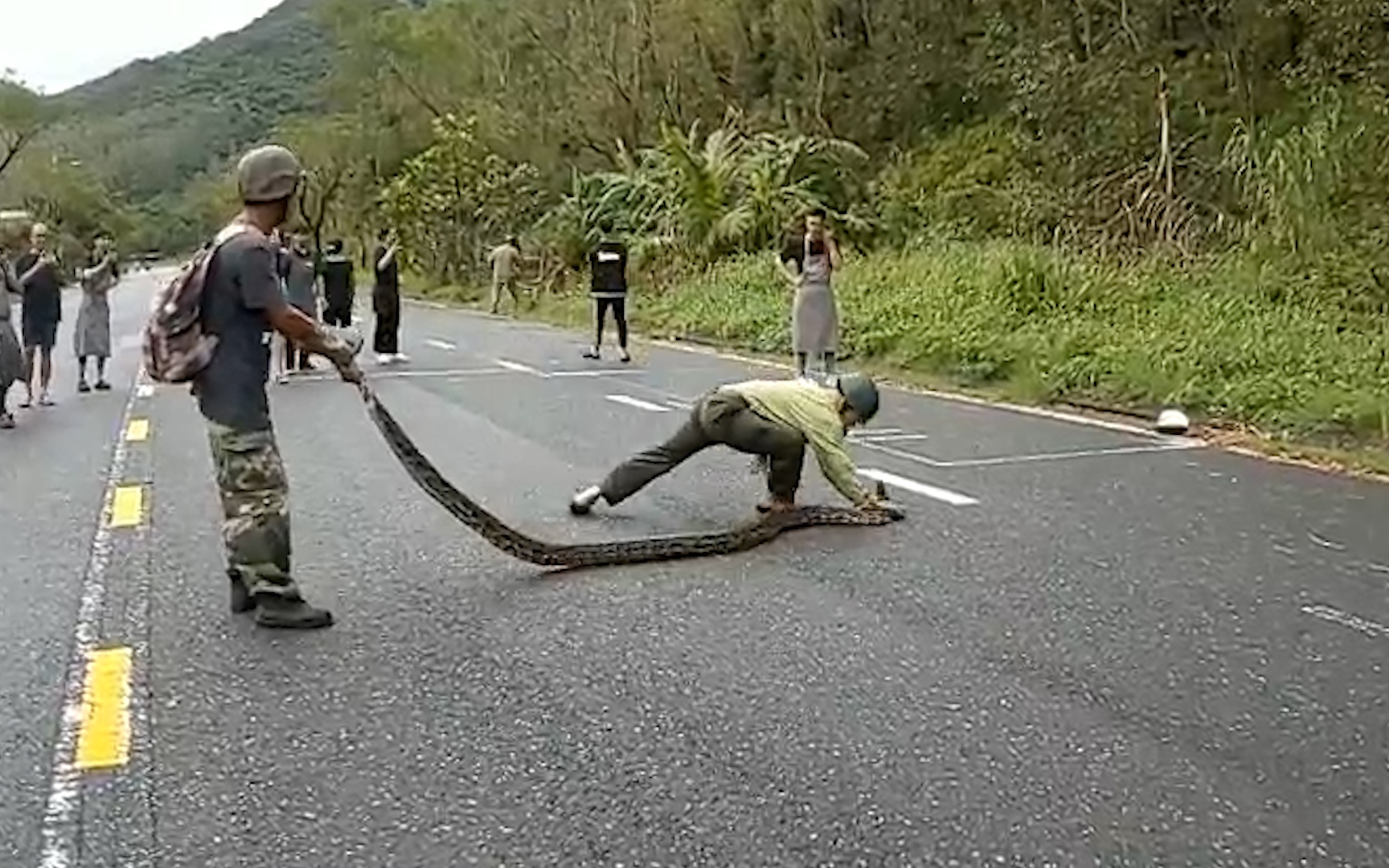 Đà Nẵng: Phát hiện cá thể khỉ bị trăn gấm quấn chết trên bán đảo Sơn Trà