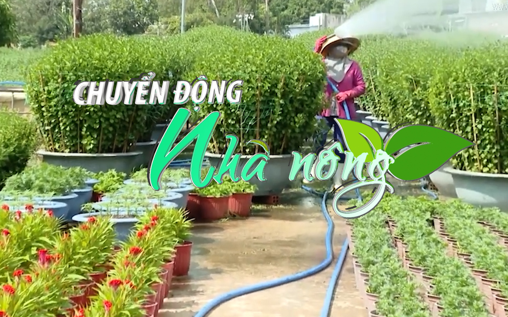 Chuyển động Nhà nông 11/10: Bà Rịa-Vũng Tàu tăng diện tích trồng hoa phục vụ thị trường Tết