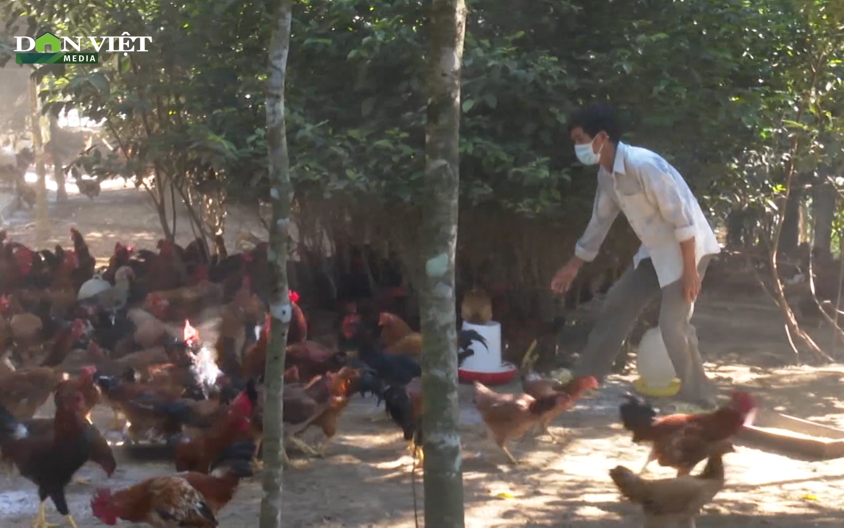 Quảng Nam: Lão nông 65 tuổi lãi 300 triệu đồng một năm nhờ nuôi gà thịt, gà đẻ