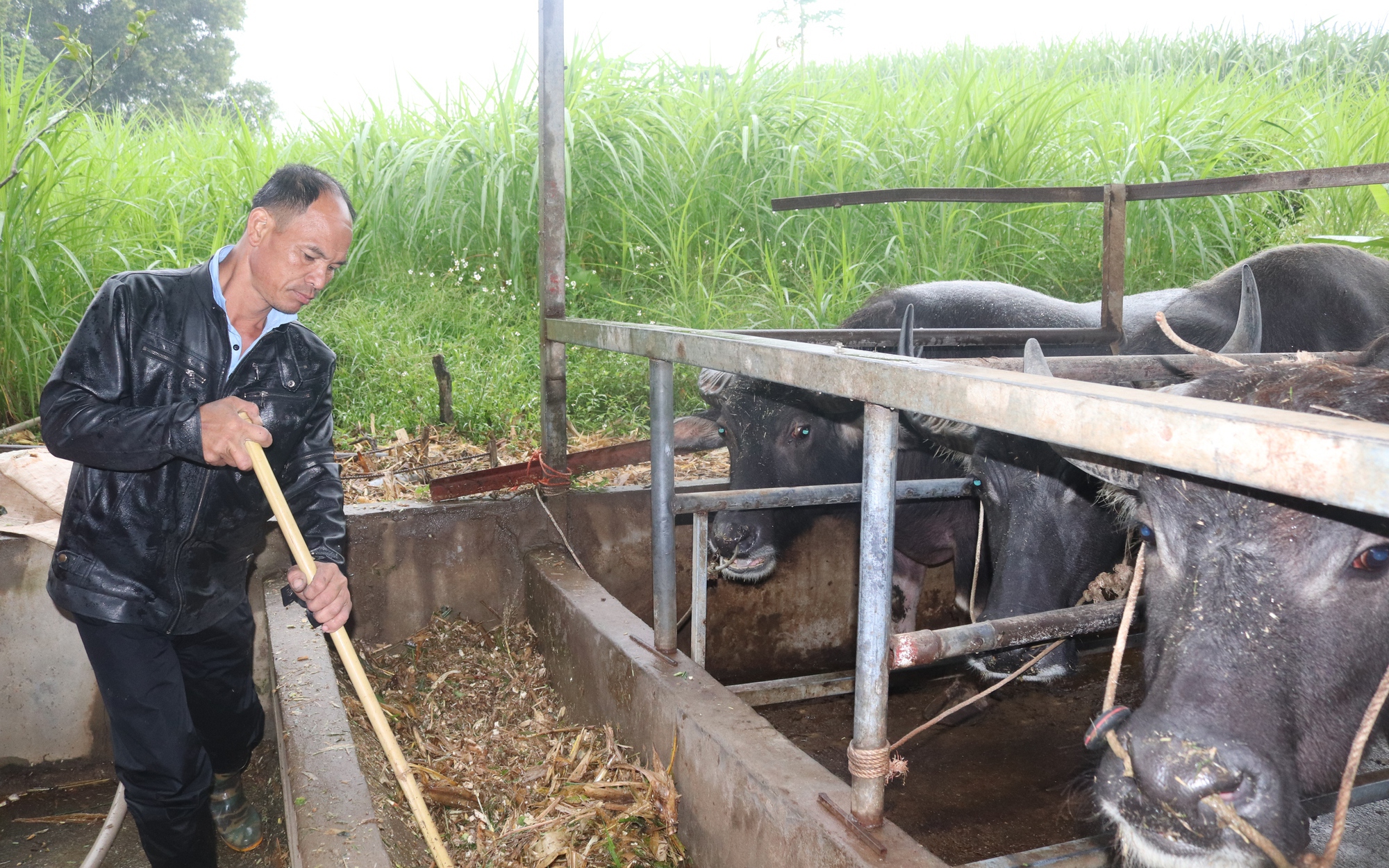 Lão nông Cao Phong biến trâu gầy thành béo, thu tiền tỷ mỗi năm