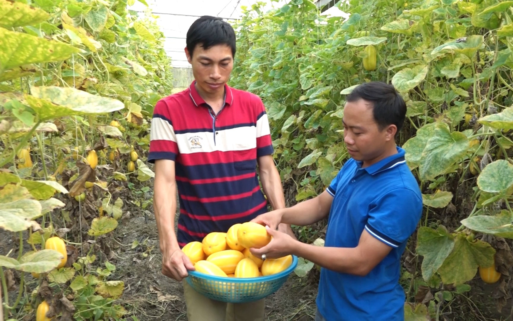 Khởi nghiệp từ nông nghiệp sạch, 8X Yên Bái nhận giải thưởng Lương Định Của