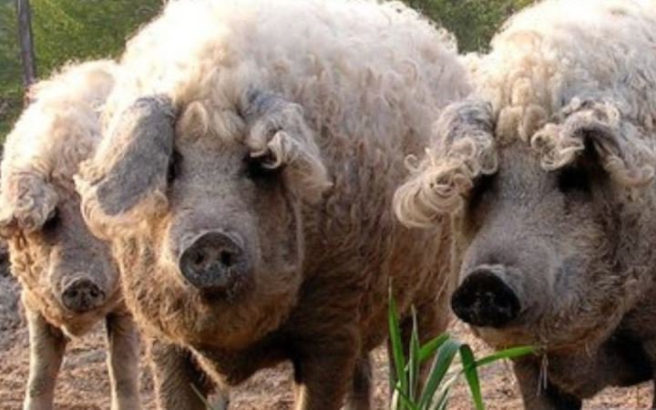Quy trình nuôi và xử lý lợn lông xù quý hiếm từ Hungary